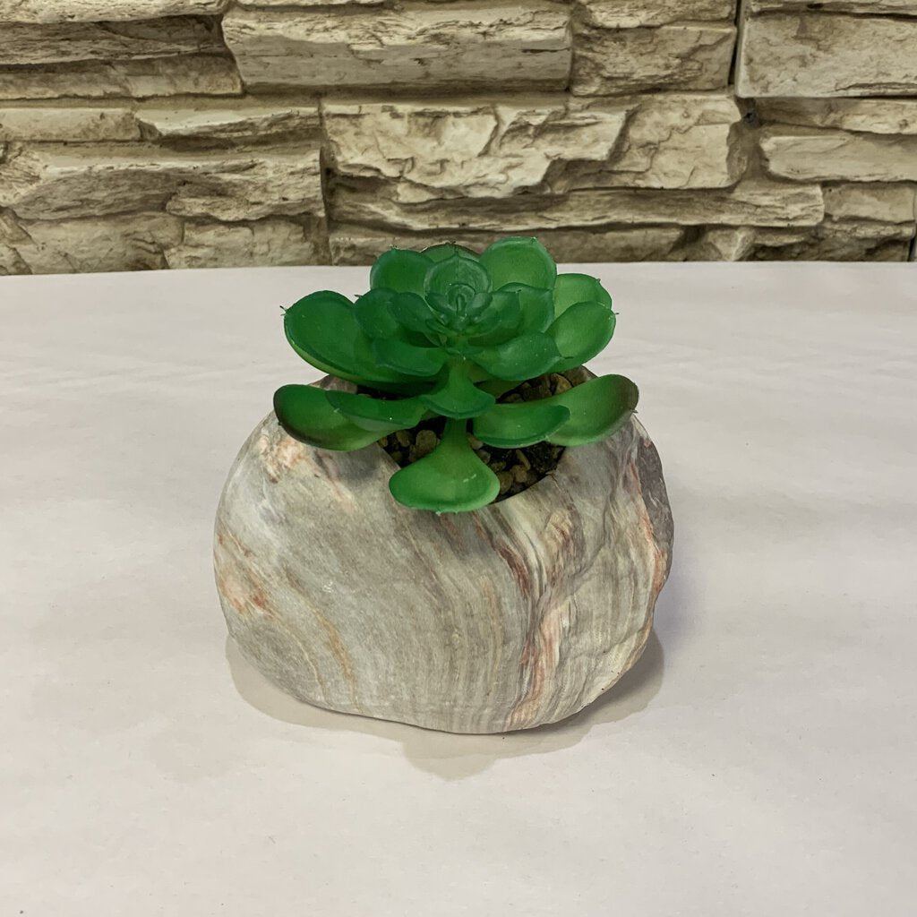 rocks for succulent pots Succulent in Rock Planter