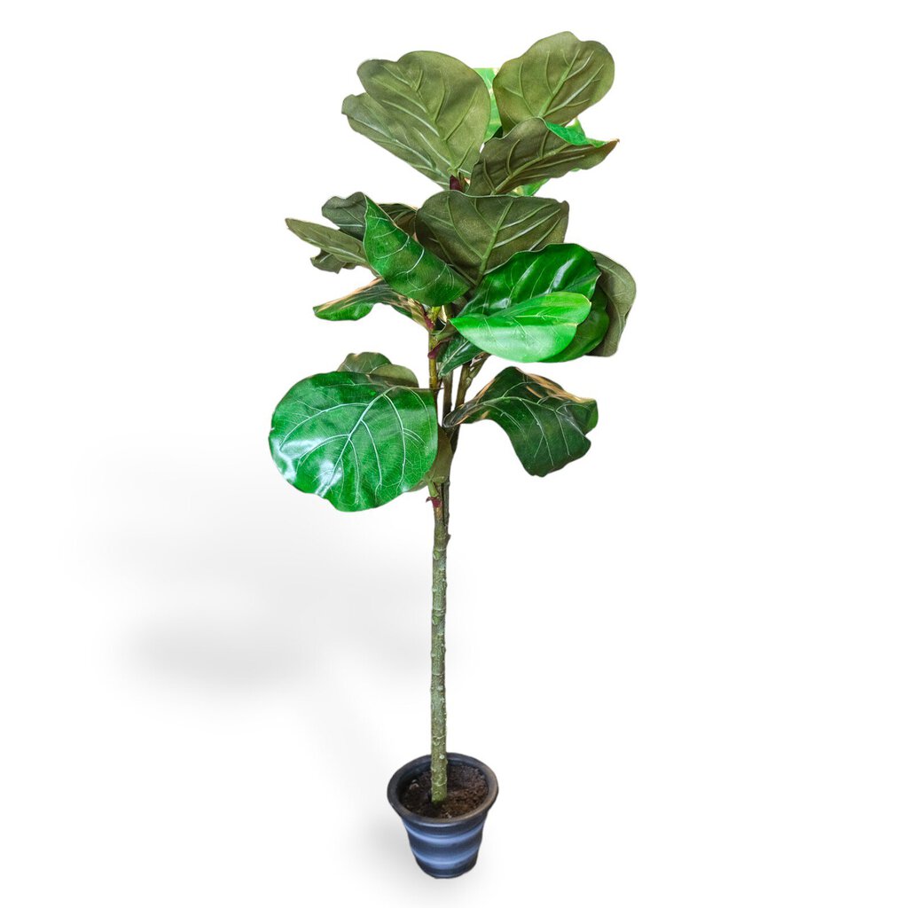 fiddle leaf fig shipped Potted Fiddle Leaf Fig