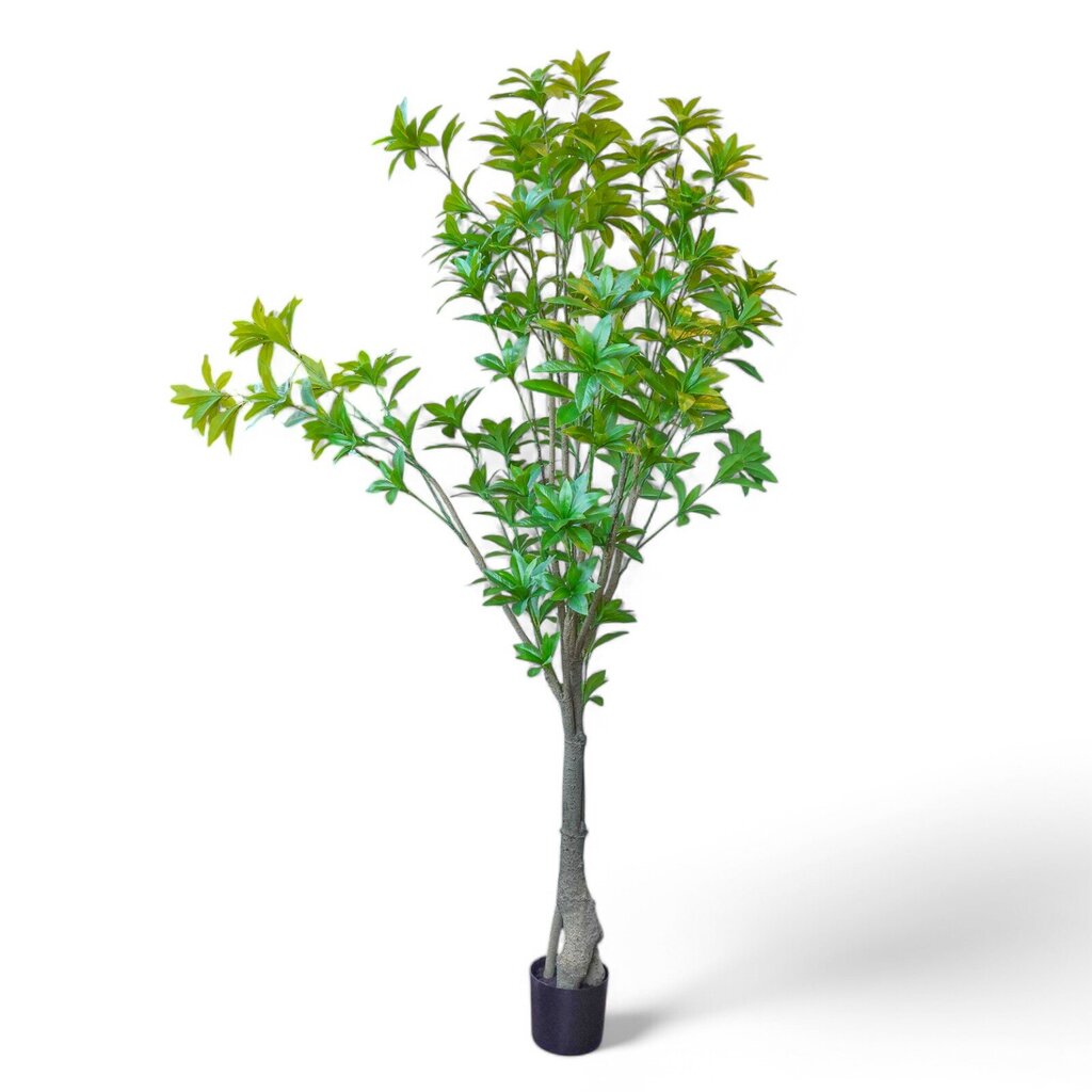 Potted Japonica Tree