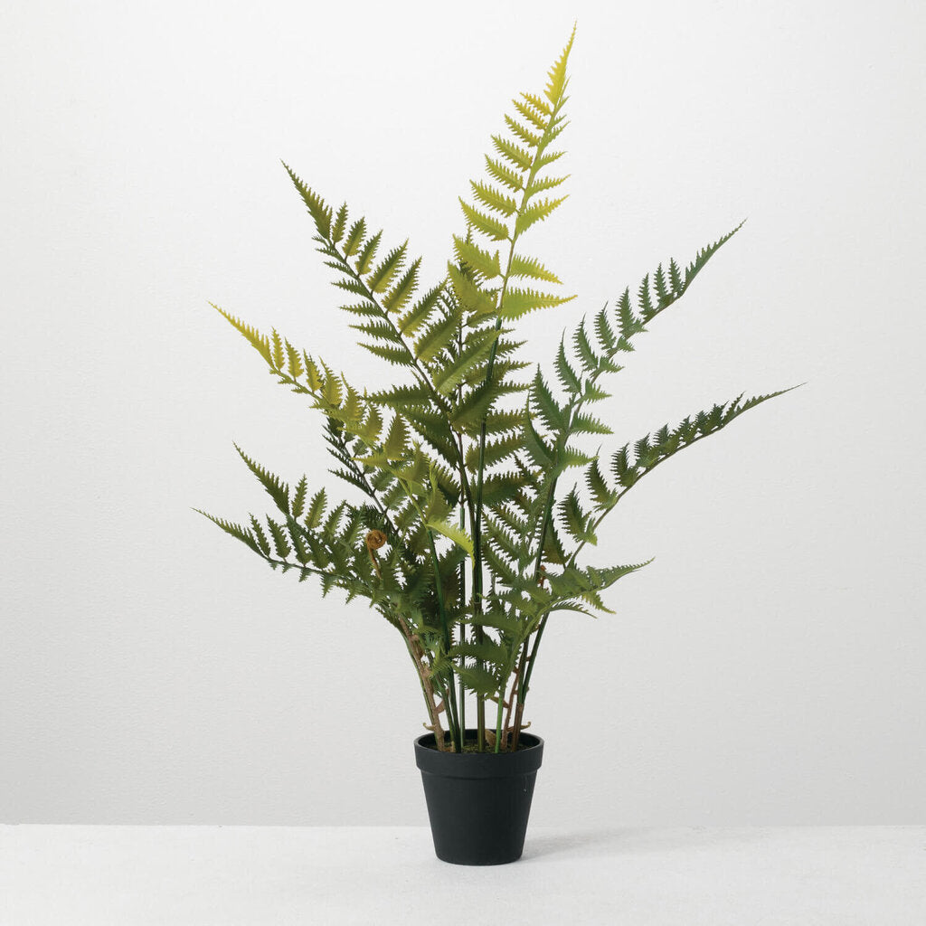 Potted Fern