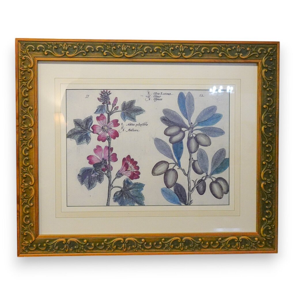 Botanical Print - Olives