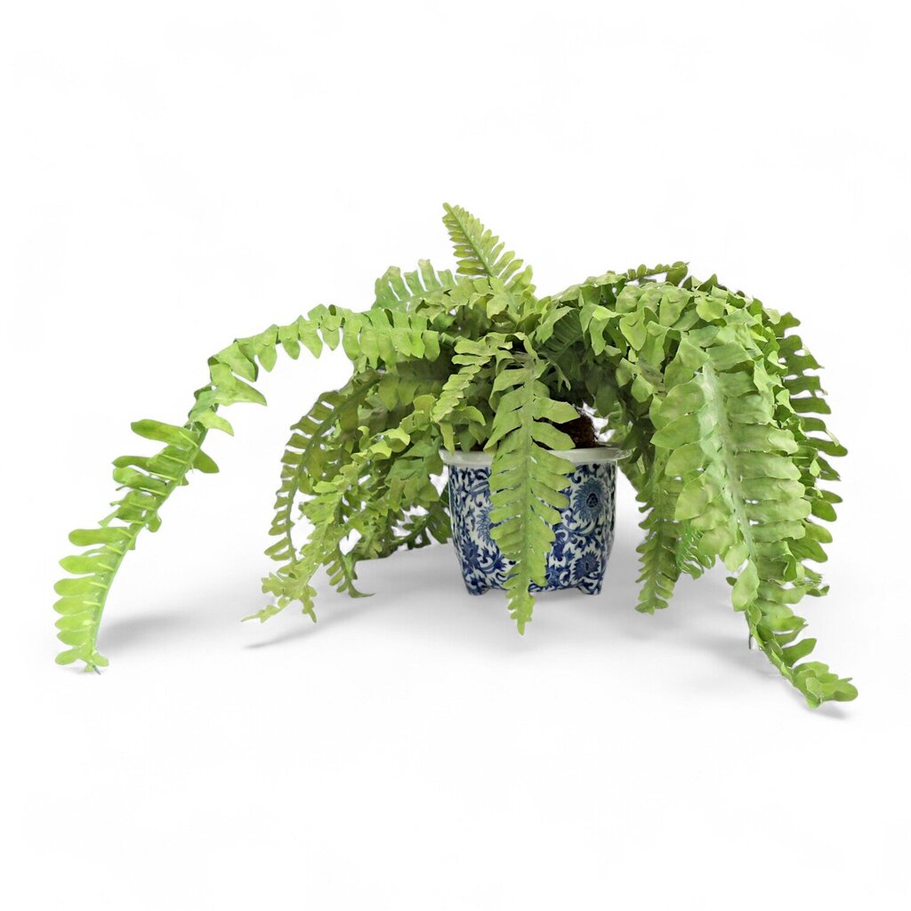 Fern in Ceramic Planter