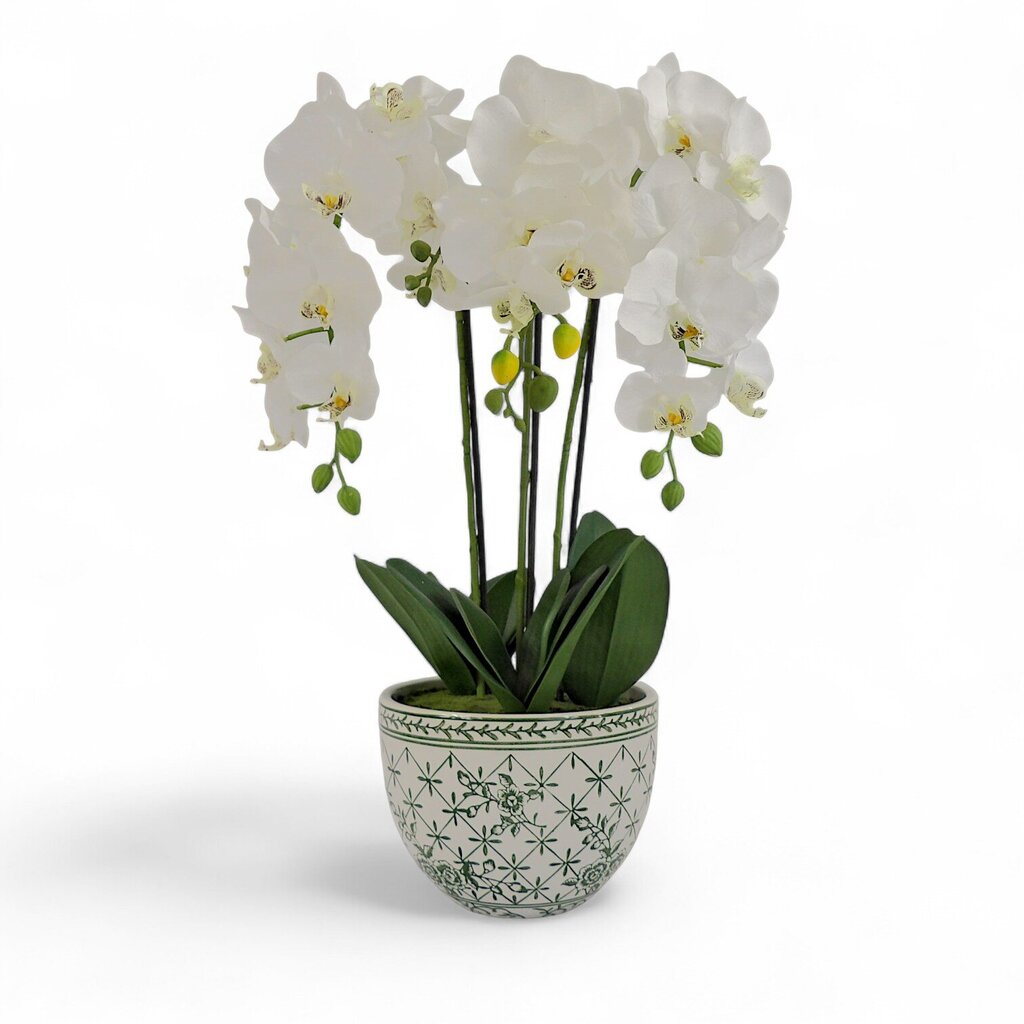 Orchids in Painted Ceramic Planter