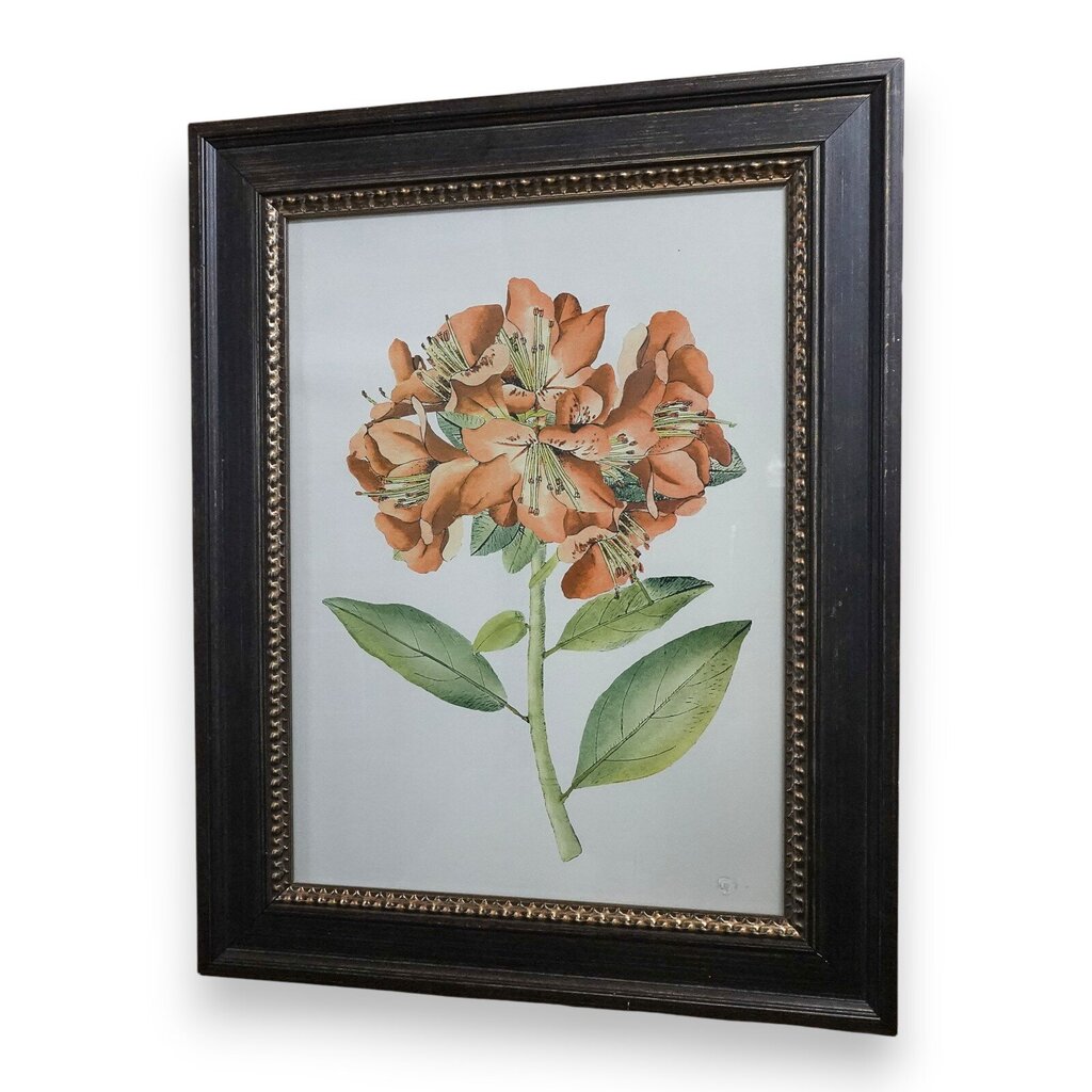 Framed Botanical Print