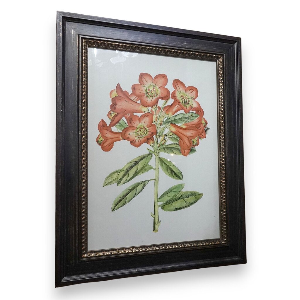 Framed Botanical Print