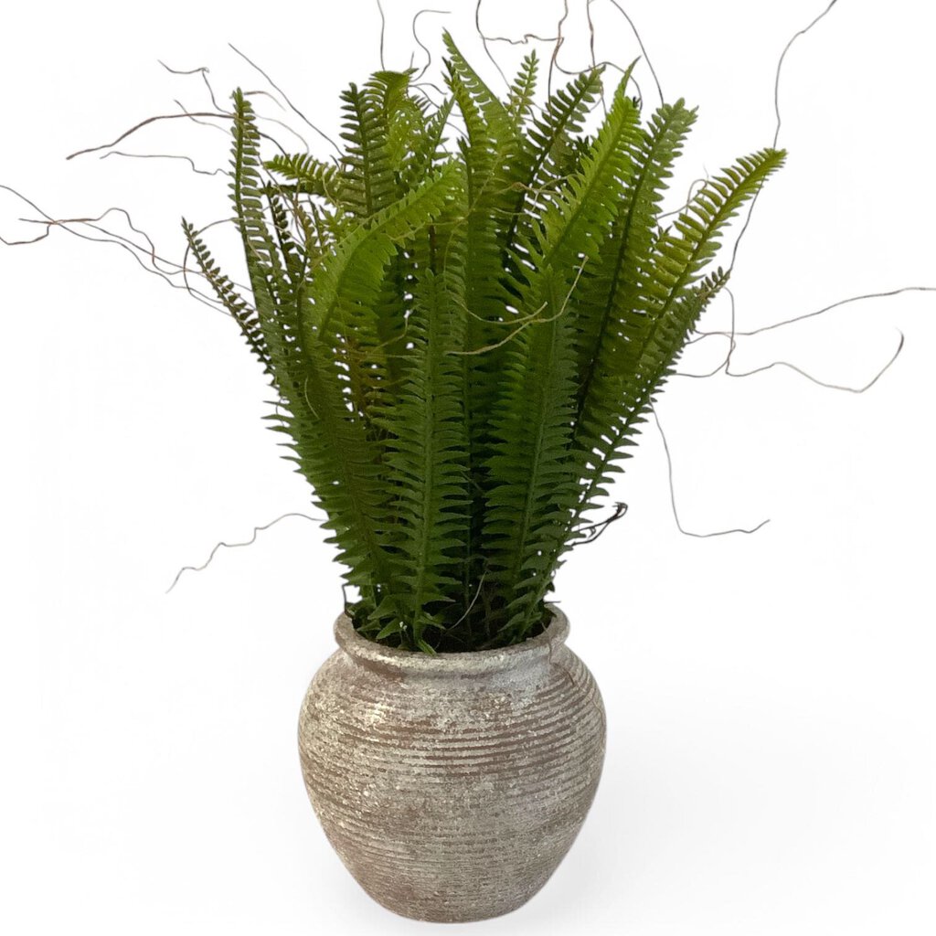 Potted Fern