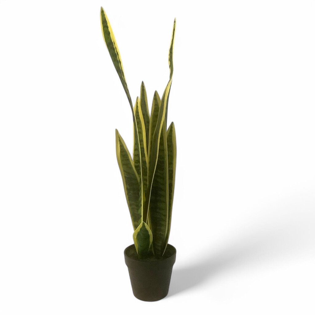 Potted Sansevieria Plant
