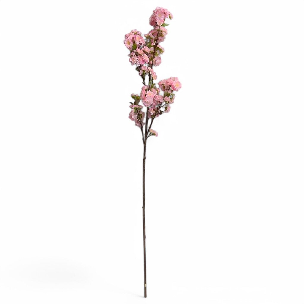 Cherry Blossom Branch