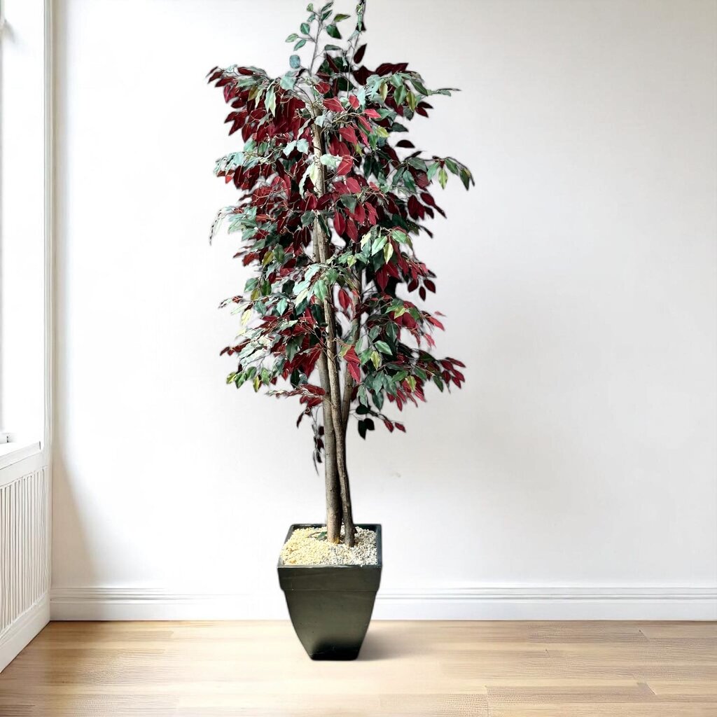 Orig. Price $250 - Ficus Tree in Planter