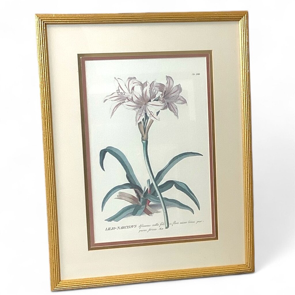Botanical Framed Lithograph