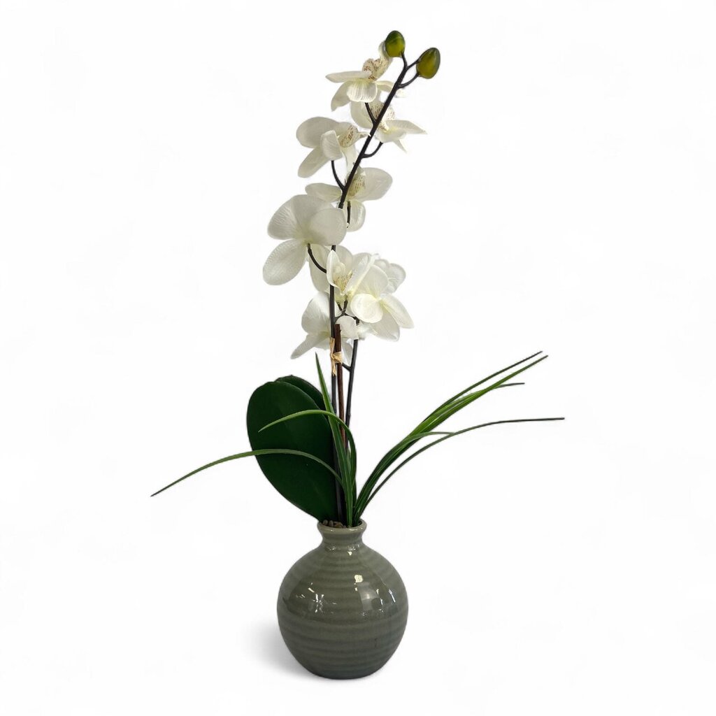 White Orchid Plant in Vase