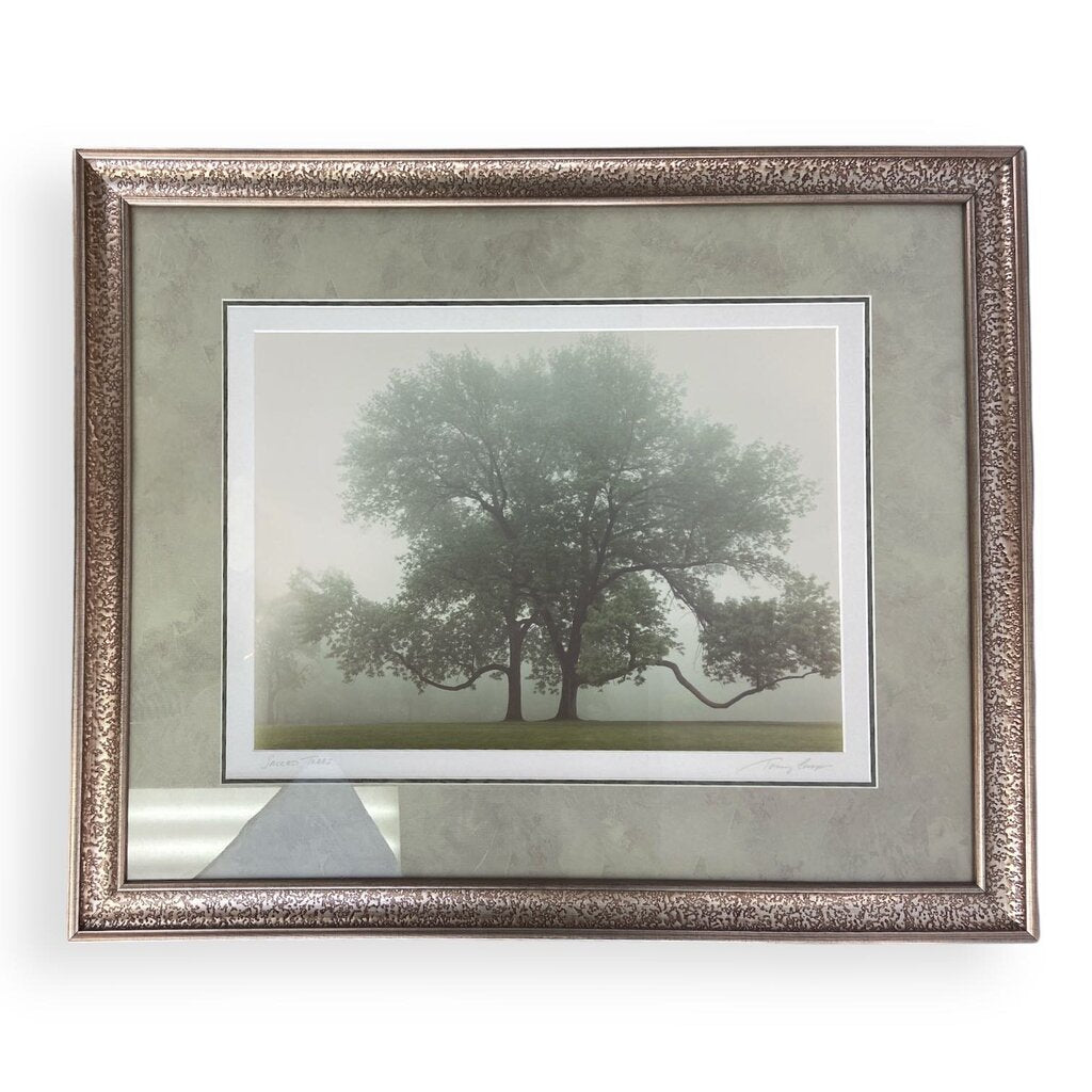 Framed Picture of Tree