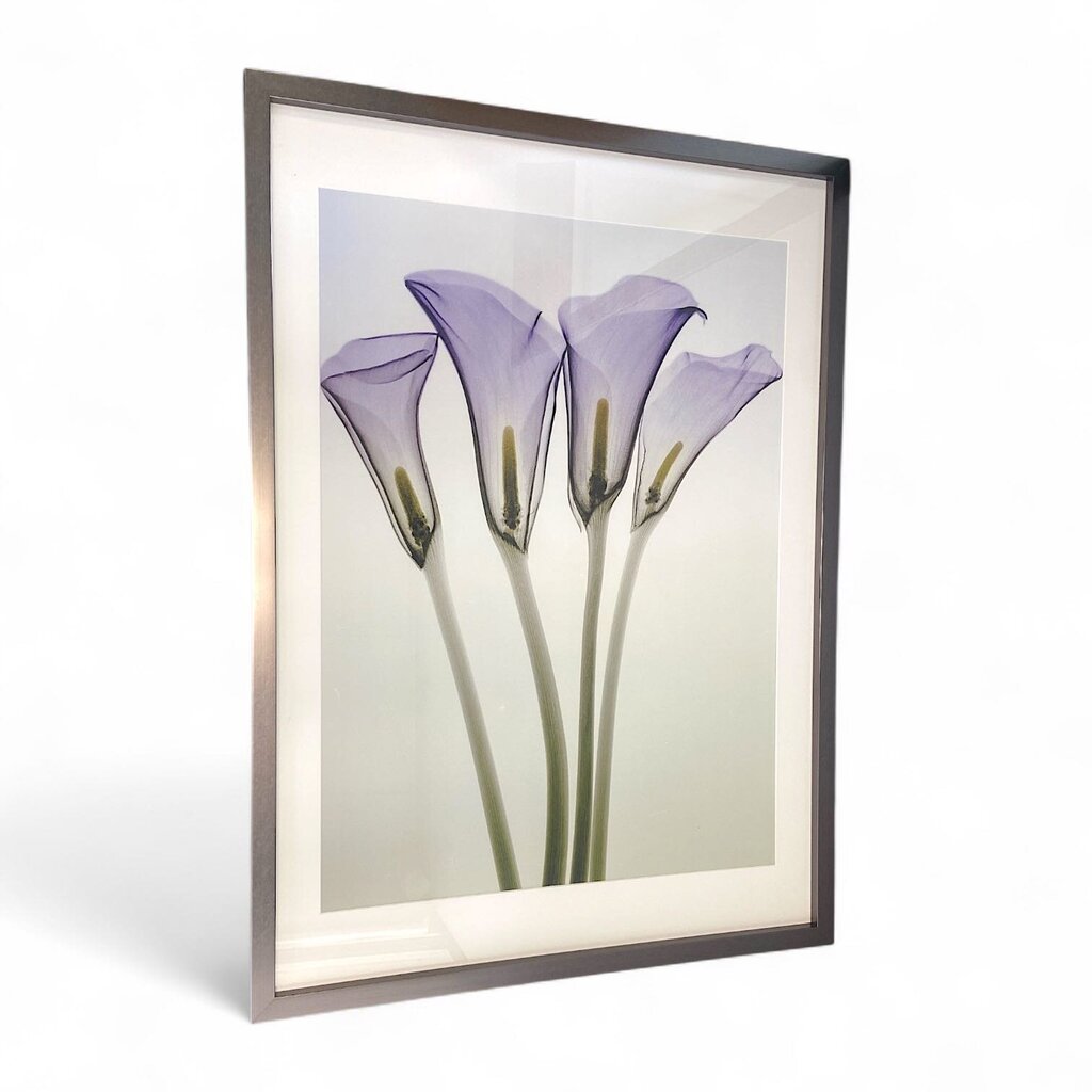 "Calla Shiva" Print in Frame