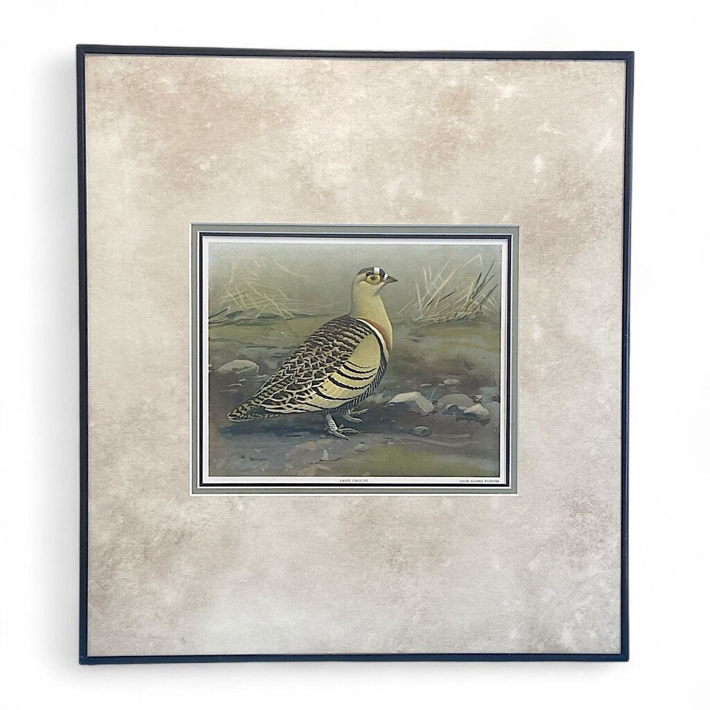 Sand Grouse Bird Painting Print in Frame