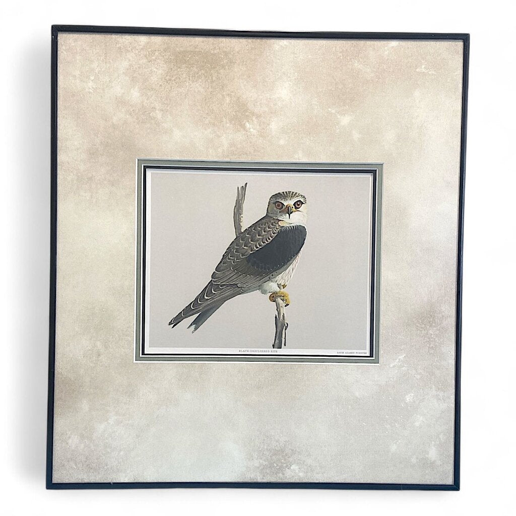 Black-Shouldered Kite Bird Painting Print in Frame