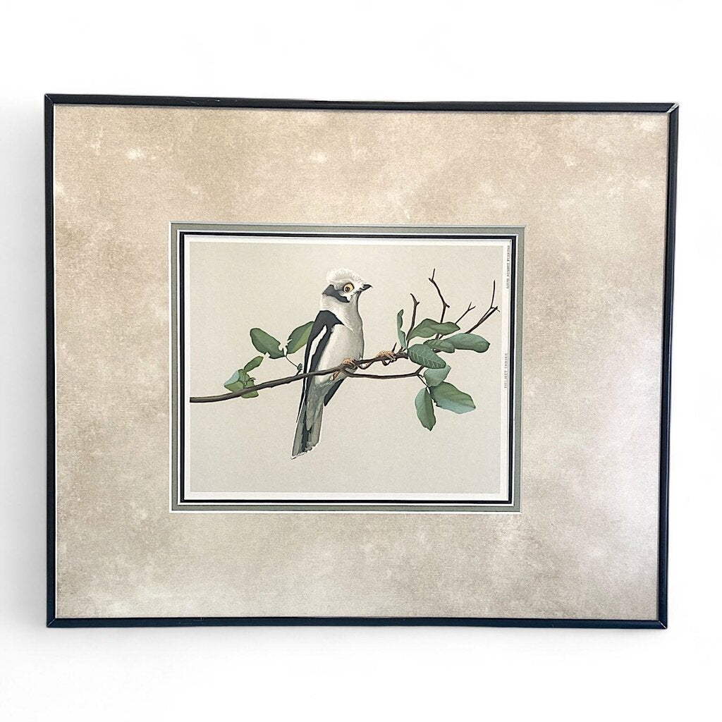 Helmet Shrike Bird Painting Print in Frame
