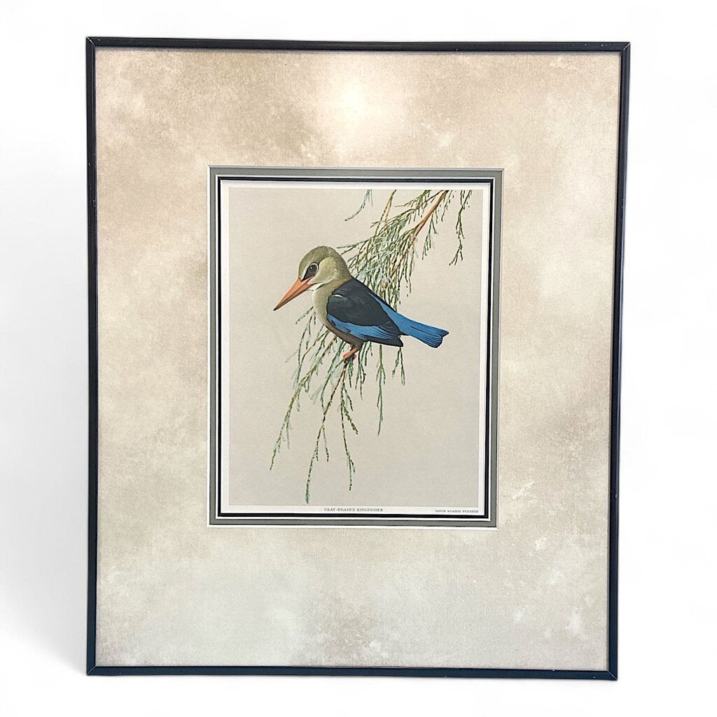 Grey-Headed Kingfisher Bird Painting Print in Frame