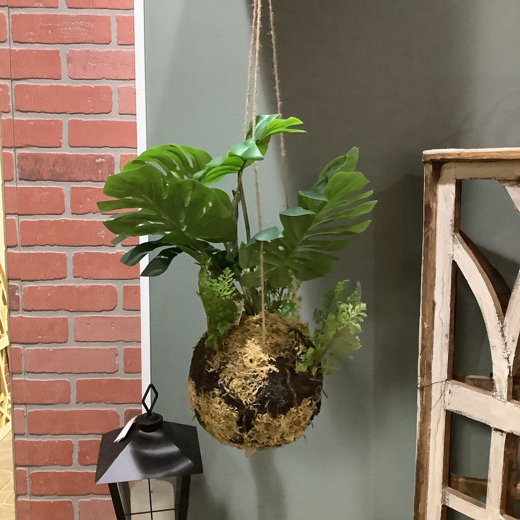 Monstera