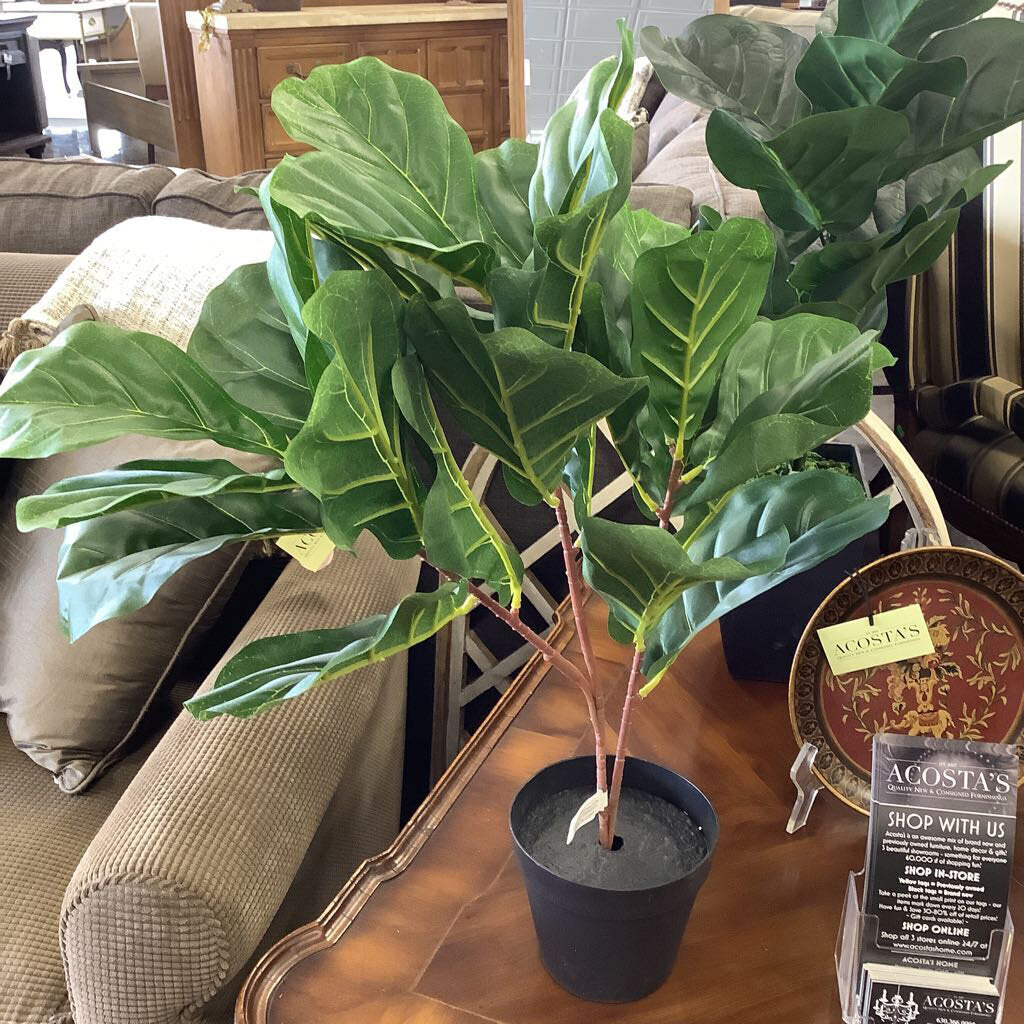 Fiddle Leaf
