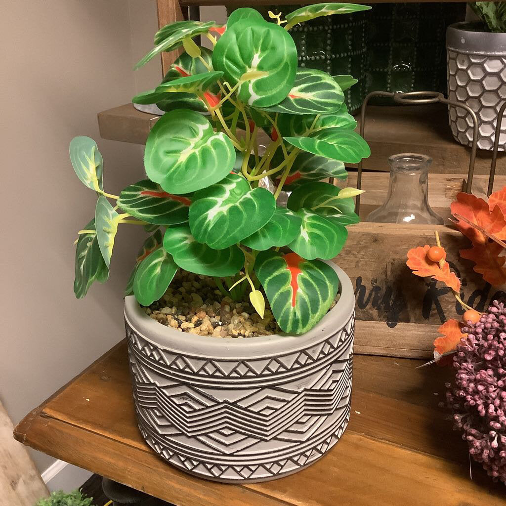 Cement Pot w/Plant