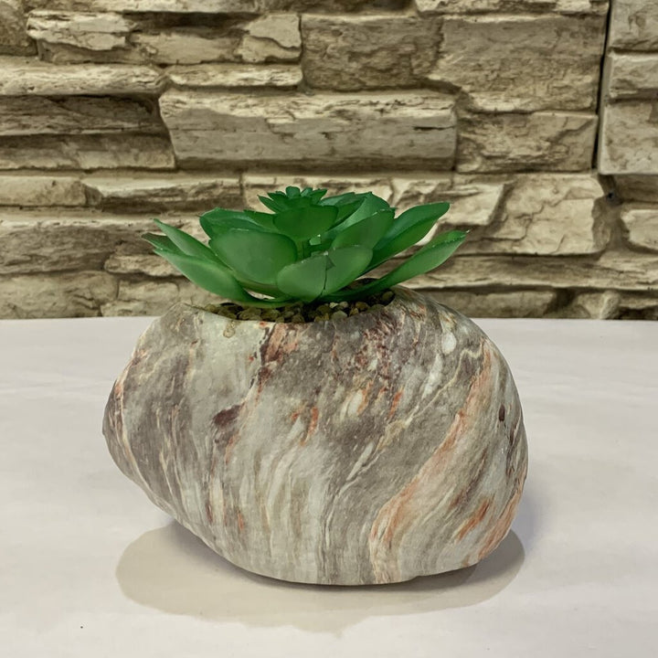 Succulent in Rock Planter
