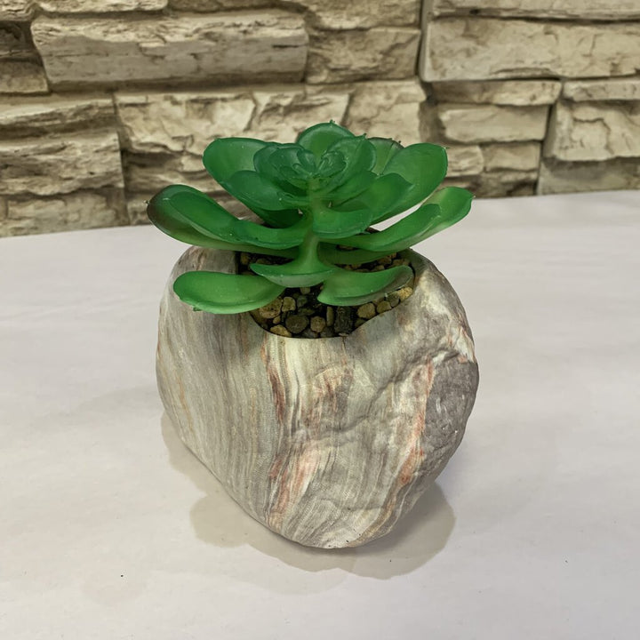 Succulent in Rock Planter