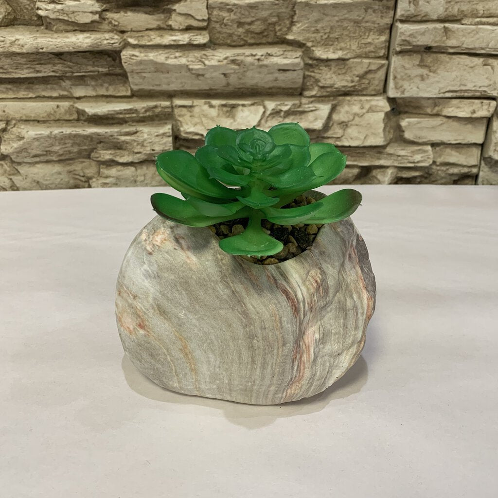 rock succulent planter Succulent in Rock Planter – Acosta's Home