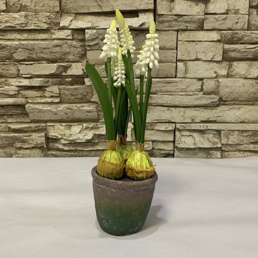 Hyacinths in Container