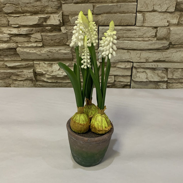 Hyacinths in Container