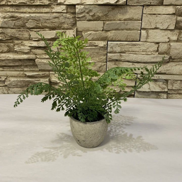 Small Potted Fern