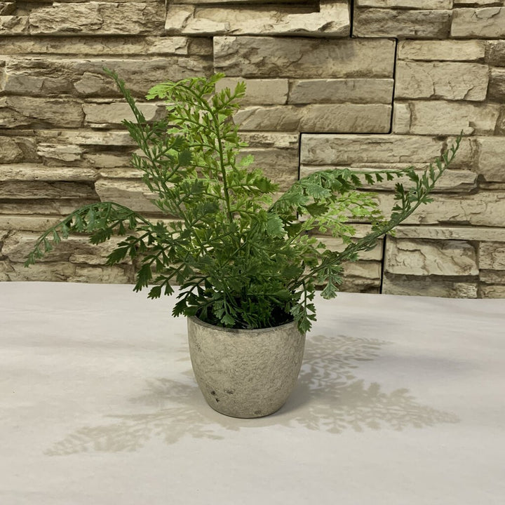 Small Potted Fern