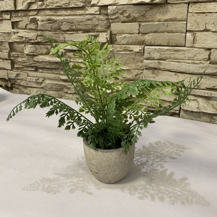Small Potted Fern