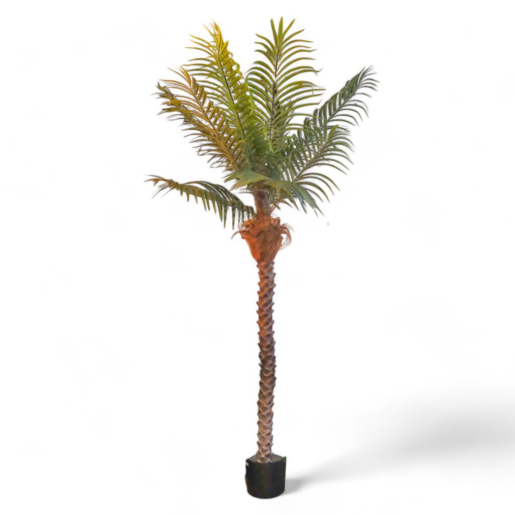 Potted Palm Tree