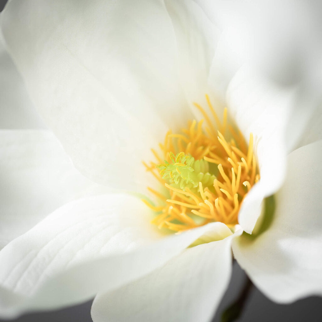 Magnolia Spray