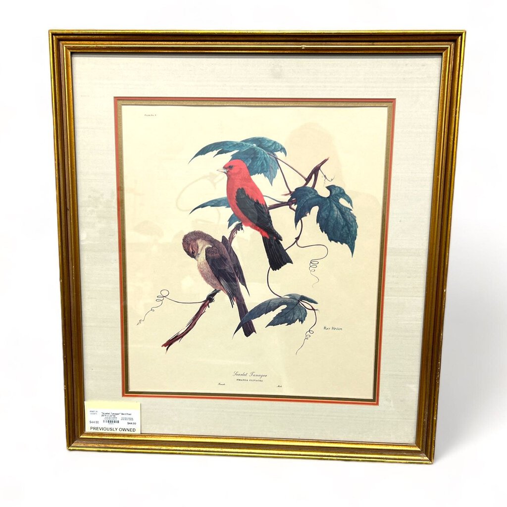 "Scarlet Tanager" Bird Print