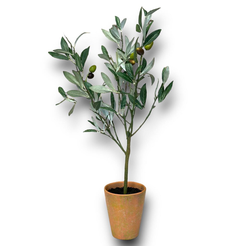 Olive Topiary in Pot 429