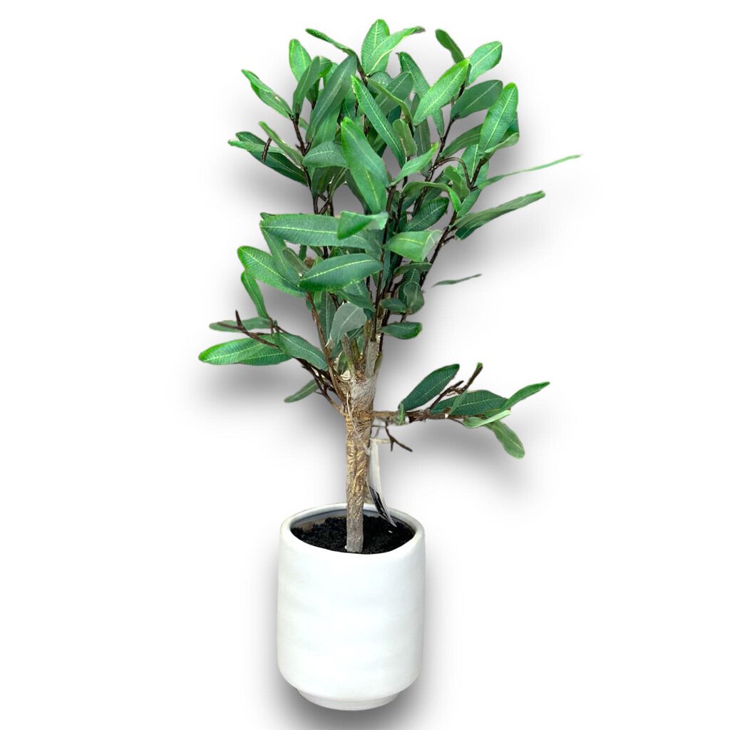 Potted Olive Leaf Topiary 658