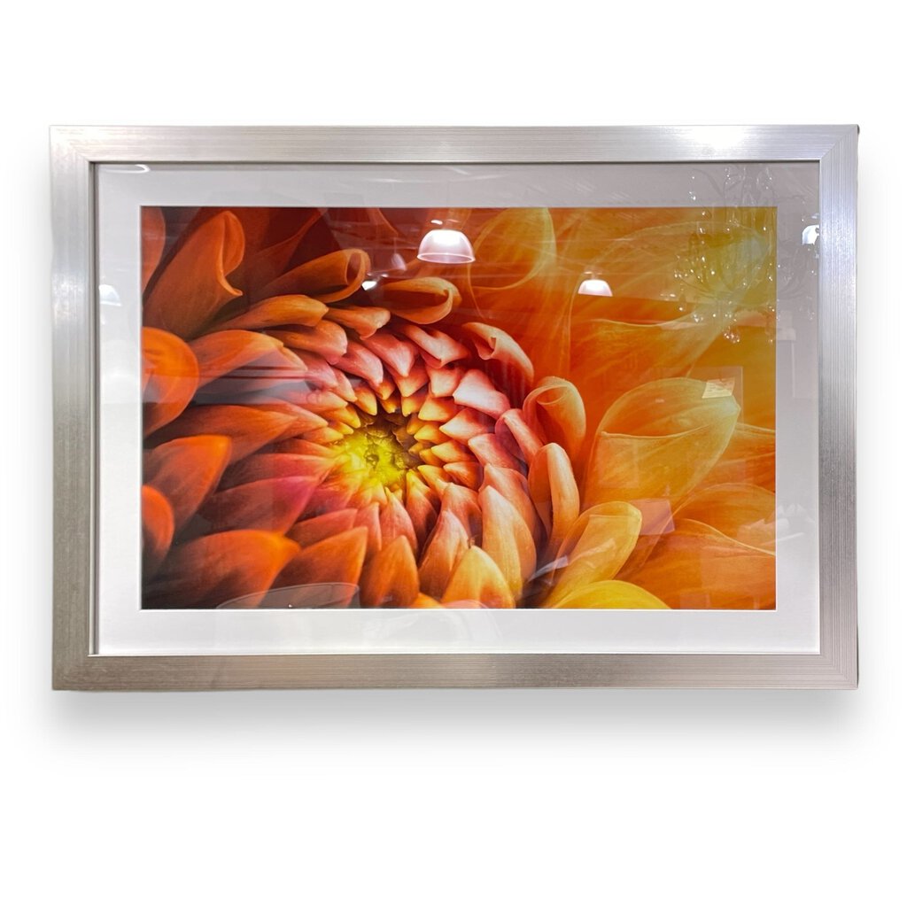 Framed Chrysanthemum Photo