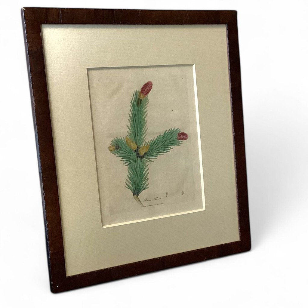 Vintage Pine Cone Framed Art