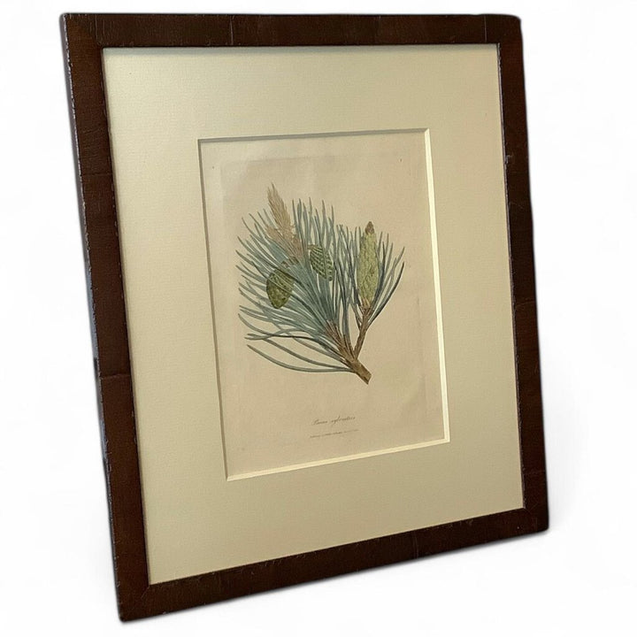 Vintage Pine Cone Framed Art