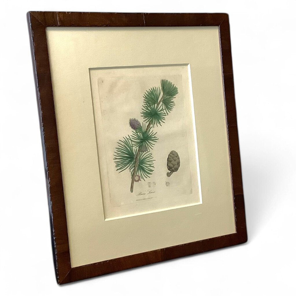 Vintage Pine Cone Framed Art