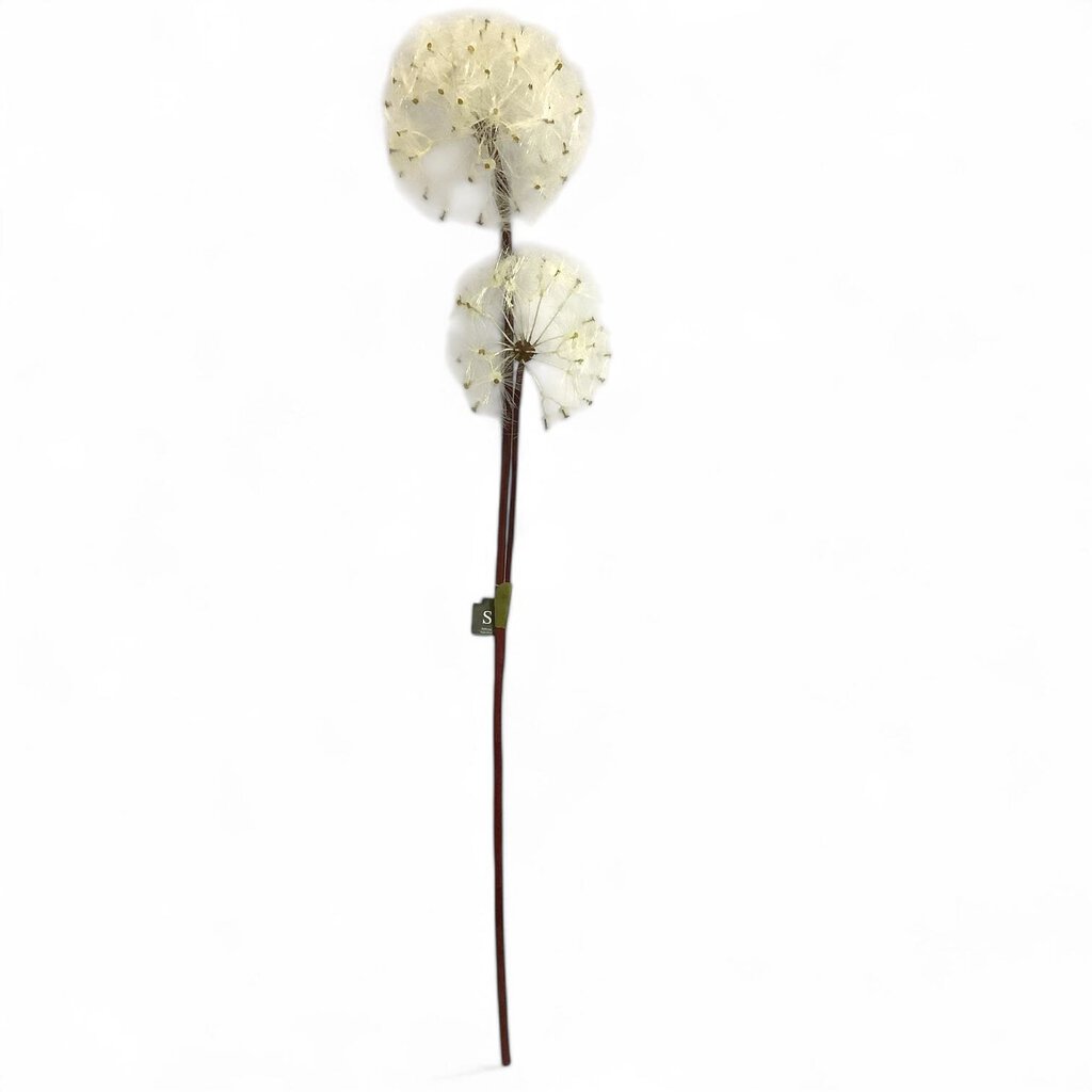 Dandelion Stem