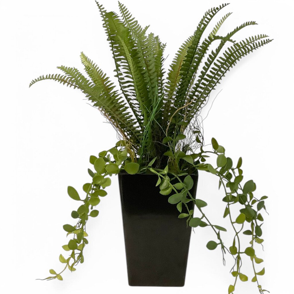 Potted Fern - Acosta's Home
