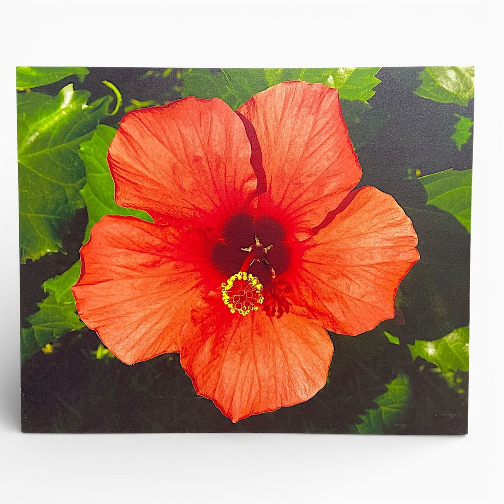 Hibiscus Photograph Print Wall Hanging - Acosta's Home