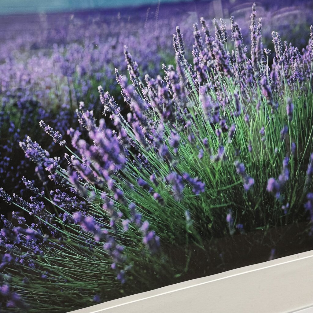 Lavender Field Photo Print - Acosta's Home