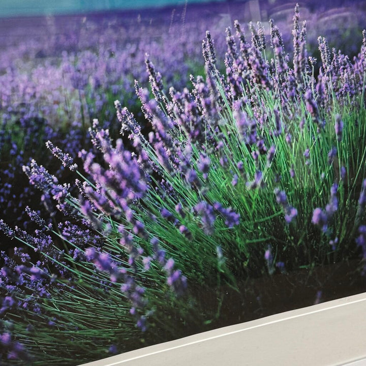 Lavender Field Photo Print - Acosta's Home