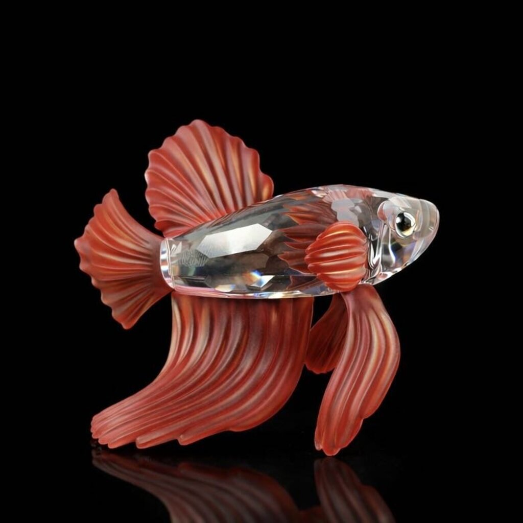 Crystal Siamese Fighting Fish - Acosta's Home