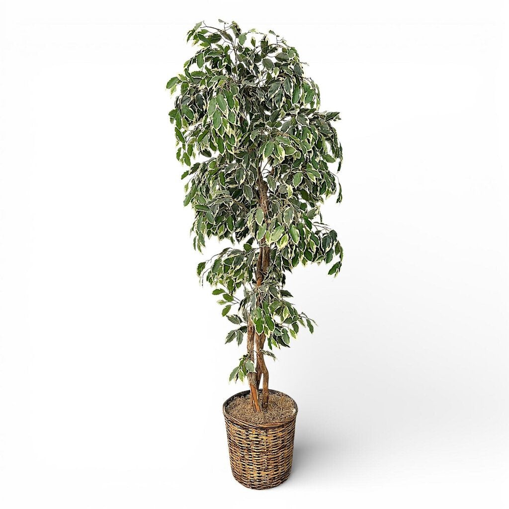 Faux Variegated Weeping Fig Tree in Woven Basket - Acosta's Home