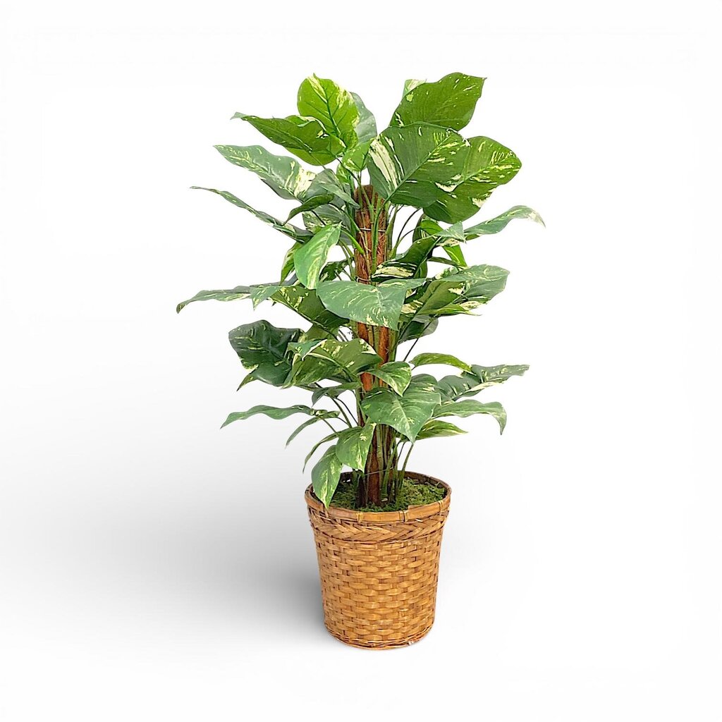 Faux Variegated Pothos Plant in Wicker Basket - Acosta's Home
