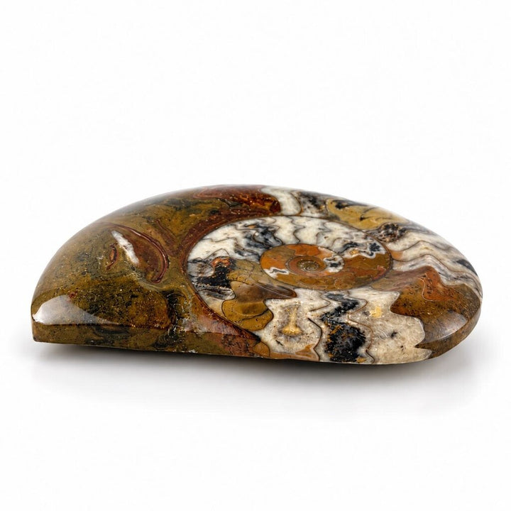 Ammonite Fossil